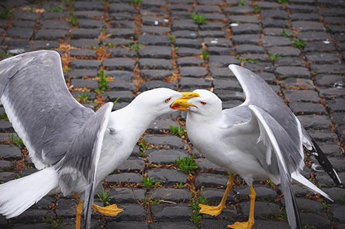 Natura verde a Roma, una realtà sorprendente