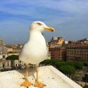 Natura verde a Roma, una realtà sorprendente