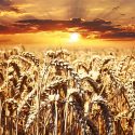 Qualità in agricoltura: dagli anni 70 la rivoluzione verde