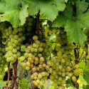 Come si gusta e riconosce un buon vino